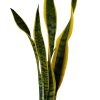 ¡Dale un Toque de Elegancia a tu Hogar con la Sansevieria Trifasciata! - Image 4