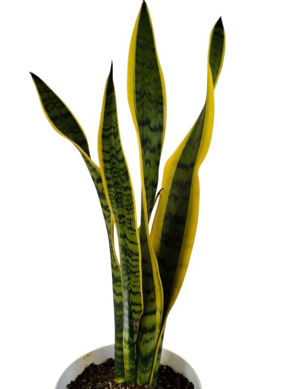 ¡Dale un Toque de Elegancia a tu Hogar con la Sansevieria Trifasciata! - Image 4