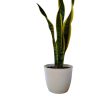 ¡Dale un Toque de Elegancia a tu Hogar con la Sansevieria Trifasciata! - Image 2