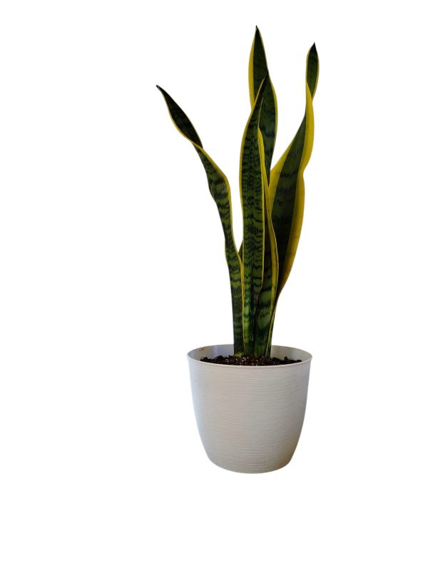 ¡Dale un Toque de Elegancia a tu Hogar con la Sansevieria Trifasciata! - Image 2