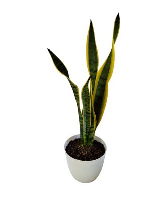 ¡Dale un Toque de Elegancia a tu Hogar con la Sansevieria Trifasciata!
