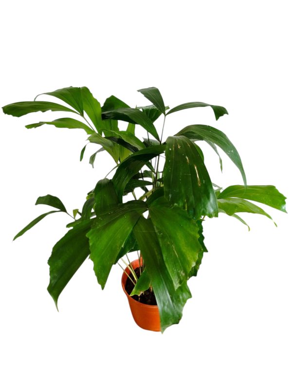 "🌴 Trae un toque tropical a tu hogar con la Palmera Caryota: ¡Descubre sus secretos de cultivo! 🌿" - Image 2