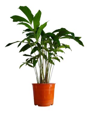 "🌴 Trae un toque tropical a tu hogar con la Palmera Caryota: ¡Descubre sus secretos de cultivo! 🌿"