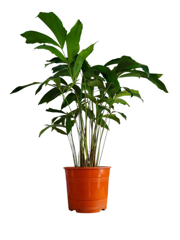 "🌴 Trae un toque tropical a tu hogar con la Palmera Caryota: ¡Descubre sus secretos de cultivo! 🌿"