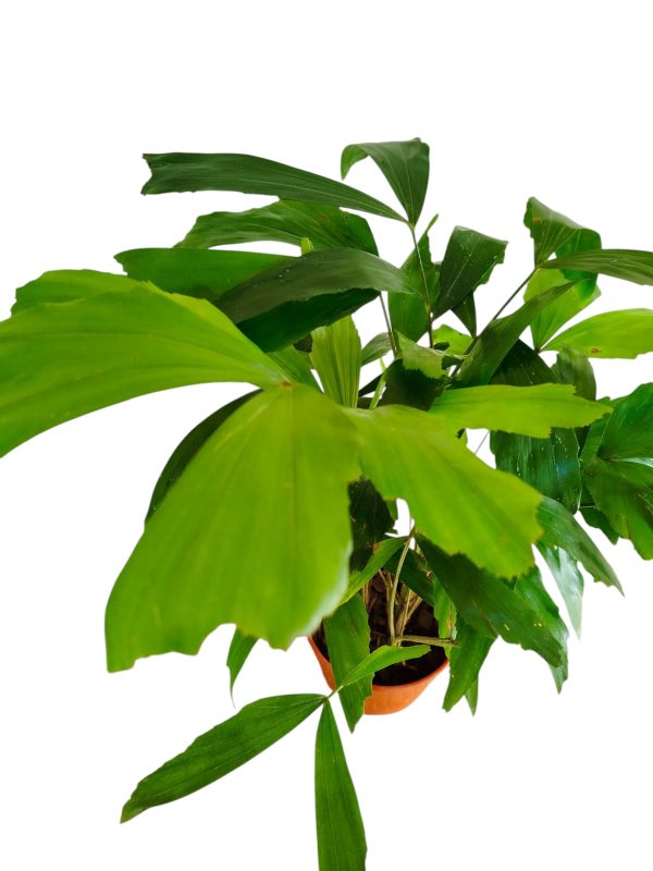 "🌴 Trae un toque tropical a tu hogar con la Palmera Caryota: ¡Descubre sus secretos de cultivo! 🌿" - Image 4