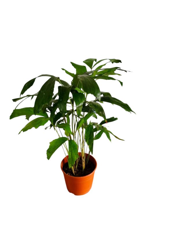 "🌴 Trae un toque tropical a tu hogar con la Palmera Caryota: ¡Descubre sus secretos de cultivo! 🌿" - Image 5