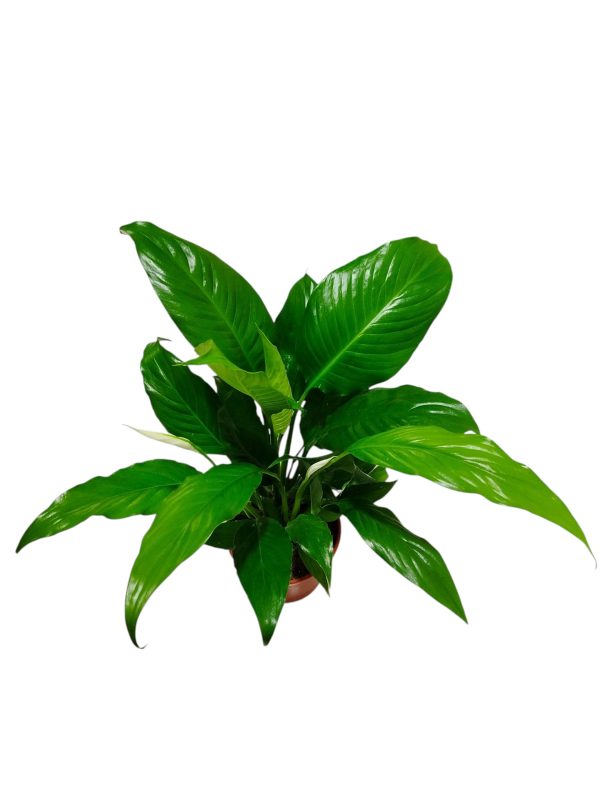 ¡Dale un toque de paz y elegancia a tu hogar con la Spathiphyllum! - Image 5