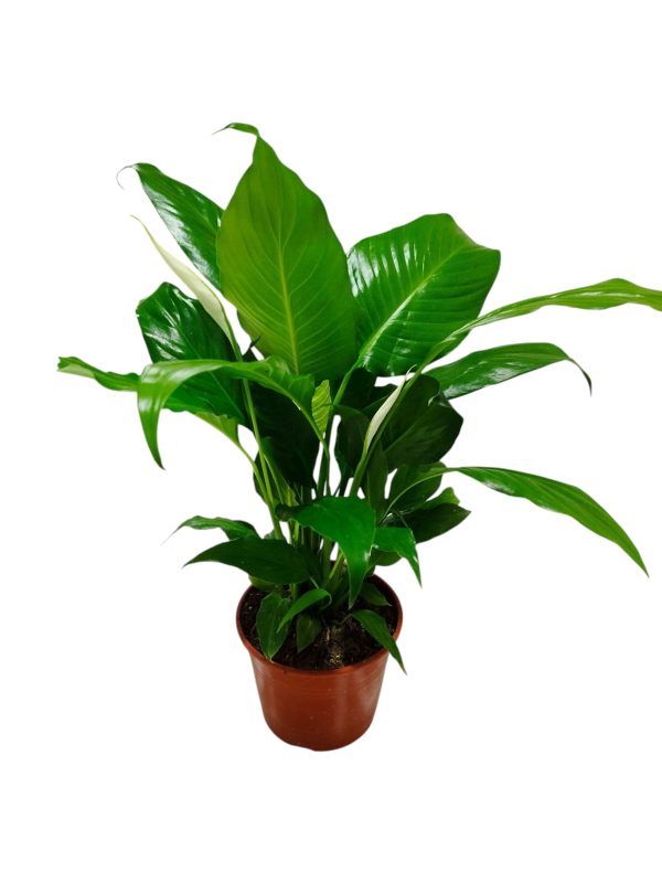 ¡Dale un toque de paz y elegancia a tu hogar con la Spathiphyllum! - Image 4