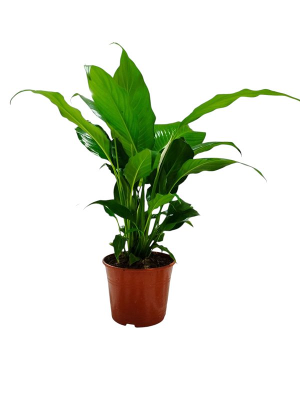¡Dale un toque de paz y elegancia a tu hogar con la Spathiphyllum! - Image 3