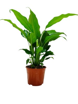 ¡Dale un toque de paz y elegancia a tu hogar con la Spathiphyllum!