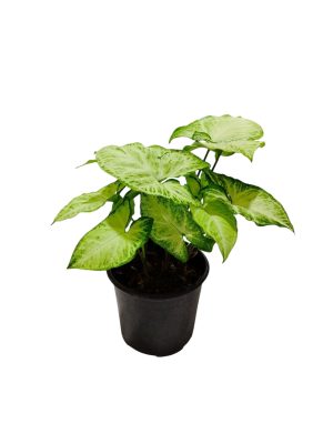 ¡Tu Oasis Verde en Casa te Espera! ¡Descubrí la Belleza del Syngonium!