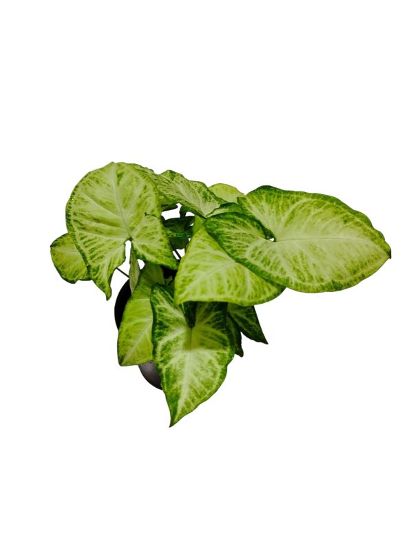 ¡Tu Oasis Verde en Casa te Espera! ¡Descubrí la Belleza del Syngonium! - Image 4