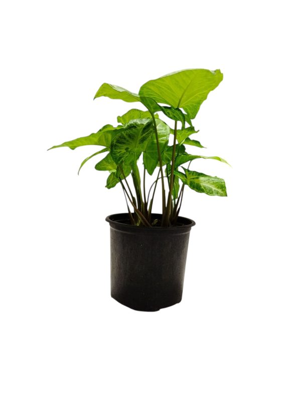 ¡Tu Oasis Verde en Casa te Espera! ¡Descubrí la Belleza del Syngonium! - Image 3