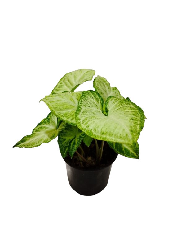 ¡Tu Oasis Verde en Casa te Espera! ¡Descubrí la Belleza del Syngonium! - Image 2