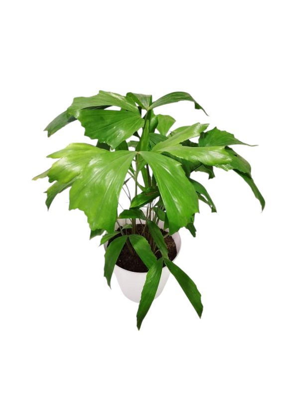 "🌴 Trae un toque tropical a tu hogar con la Palmera Caryota: ¡Descubre sus secretos de cultivo! 🌿" - Image 4