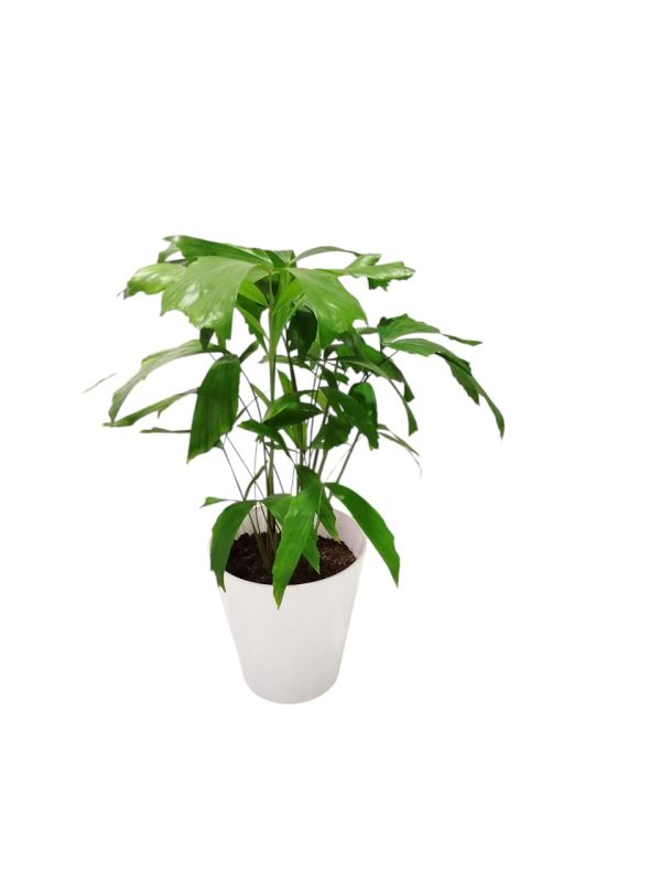 "🌴 Trae un toque tropical a tu hogar con la Palmera Caryota: ¡Descubre sus secretos de cultivo! 🌿" - Image 3
