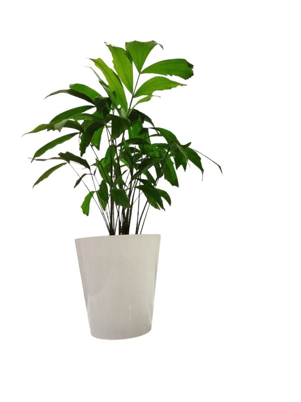 "🌴 Trae un toque tropical a tu hogar con la Palmera Caryota: ¡Descubre sus secretos de cultivo! 🌿" - Image 2