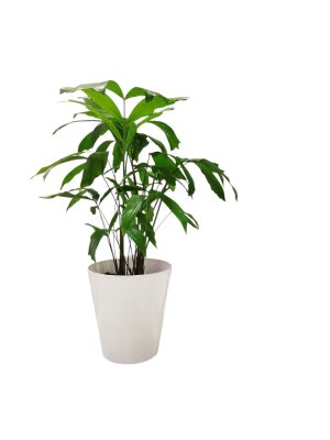 "🌴 Trae un toque tropical a tu hogar con la Palmera Caryota: ¡Descubre sus secretos de cultivo! 🌿"