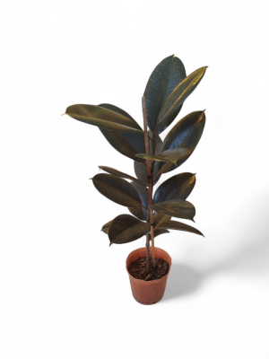 FICUS ELÁSTICA GOMERO MEDIANO: EL COMPLEMENTO IDEAL PARA ESPACIOS MODERNOS ✨