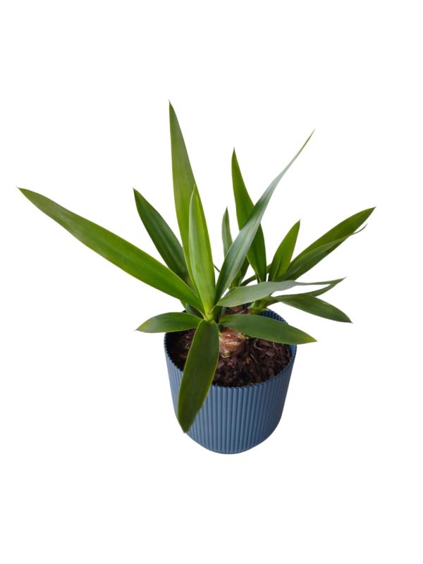 ¡Tu rincónsoñado a un solo clic con la Yuca baby! - Image 4