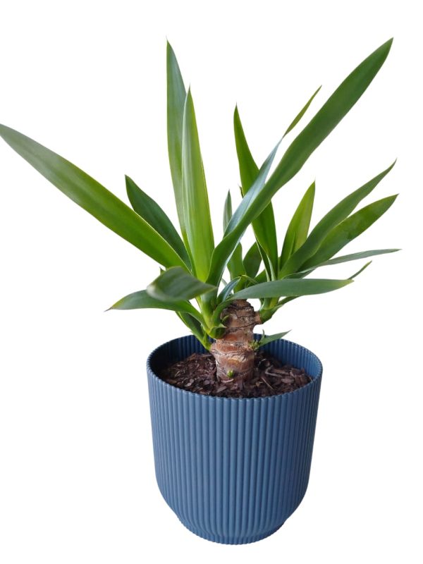 ¡Tu rincónsoñado a un solo clic con la Yuca baby! - Image 3