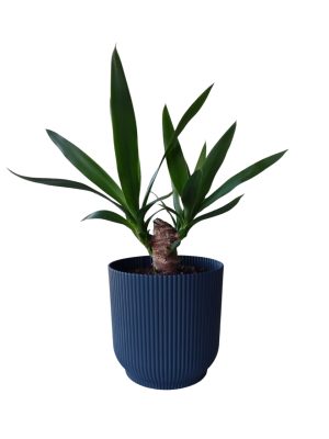 ¡Tu rincónsoñado a un solo clic con la Yuca baby!