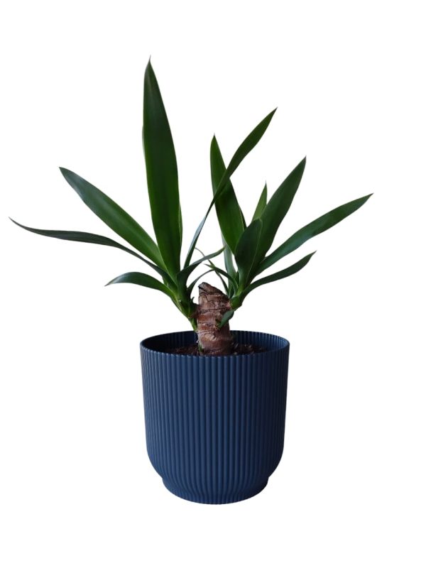 ¡Tu rincónsoñado a un solo clic con la Yuca baby!