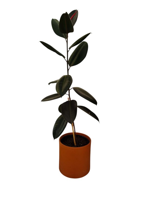 FICUS ELASTICA MEDIANO 🌿 - Image 2