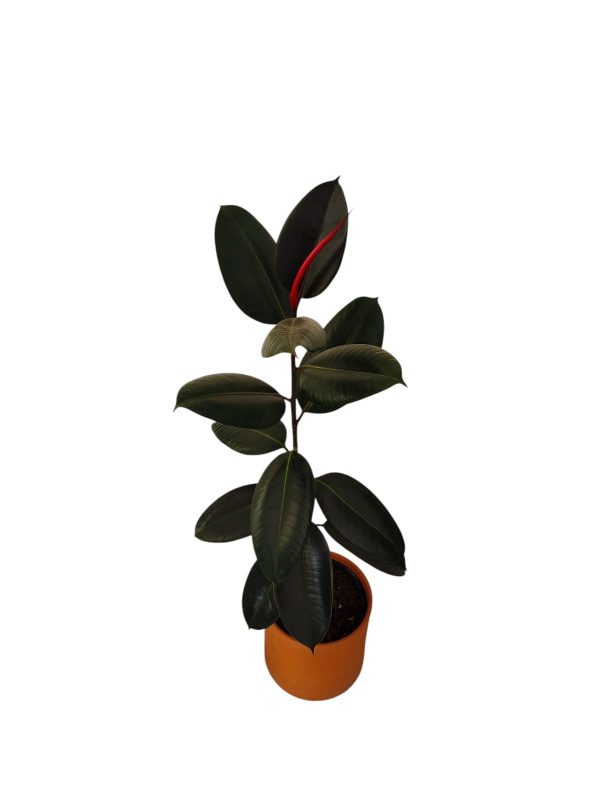 FICUS ELASTICA MEDIANO 🌿 - Image 3
