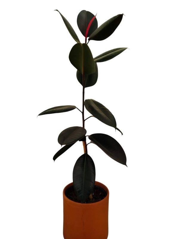 FICUS ELASTICA MEDIANO 🌿