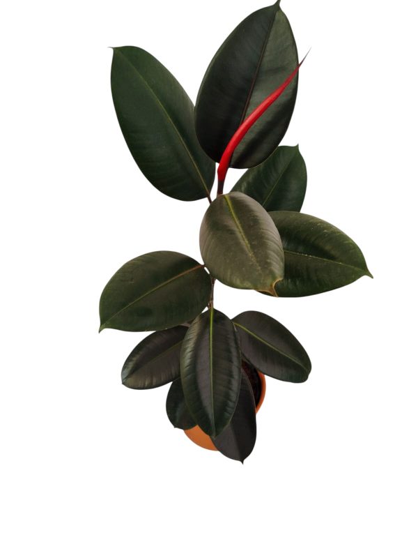 FICUS ELASTICA MEDIANO 🌿 - Image 5