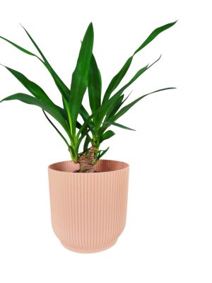 ¡Tu rincón soñado a un solo clic con la Yuca baby!