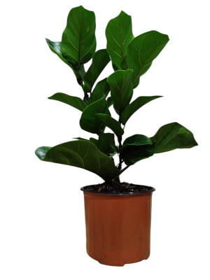 Descubrí el encanto del Baby Ficus Lyrata: ¡La planta que crece con vos! 🌱