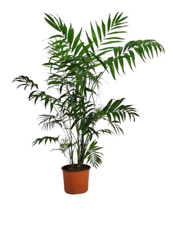 PALMERA CHAMAEDOREA L ¡TU OASIS TROPICAL ESPERA!