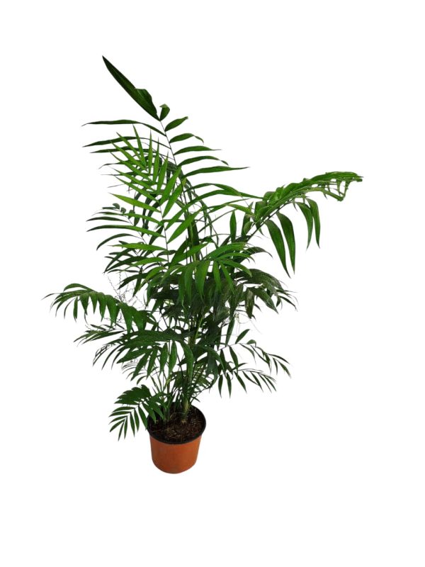 PALMERA CHAMAEDOREA L ¡TU OASIS TROPICAL ESPERA! - Image 4