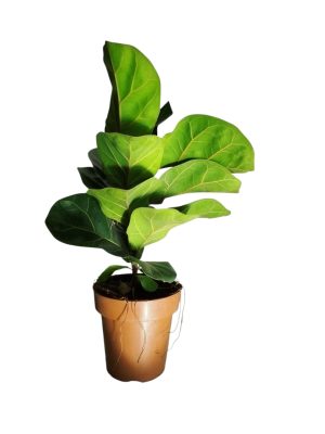 Descubrí el encanto del Baby Ficus Lyrata: ¡La planta que crece con vos! 🌱