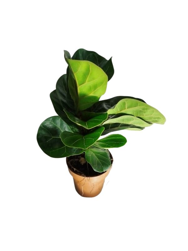 Descubrí el encanto del Baby Ficus Lyrata: ¡La planta que crece con vos! 🌱 - Image 4
