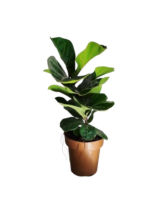 Descubrí el encanto del Baby Ficus Lyrata: ¡La planta que crece con vos! 🌱 - Image 3