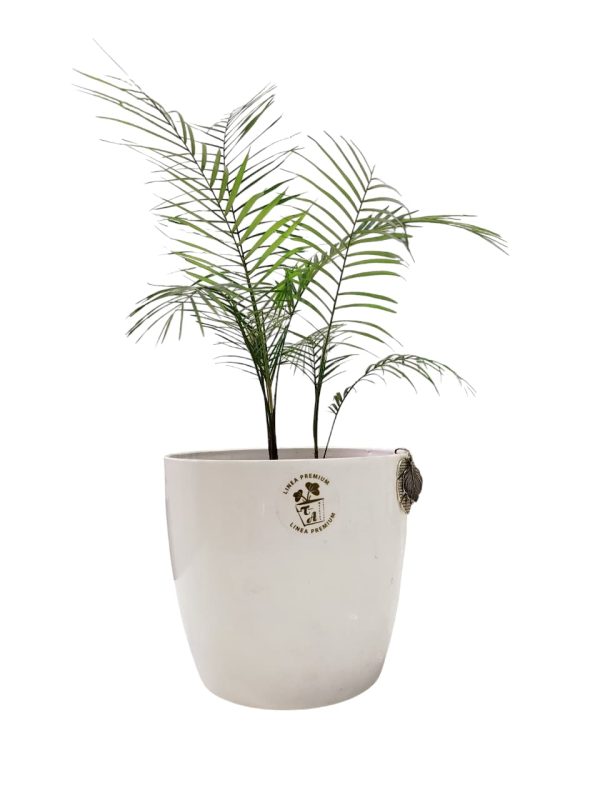 ¡Tu rincón tropical soñado!  Descubrí la elegancia de la Baby Coco Weddelliana - Image 2