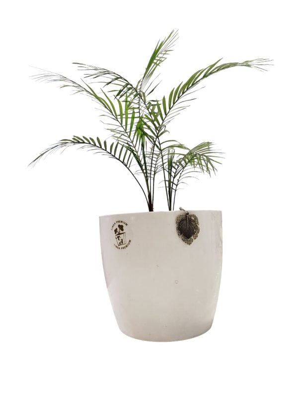 ¡Tu rincón tropical soñado!  Descubrí la elegancia de la Baby Coco Weddelliana - Image 5