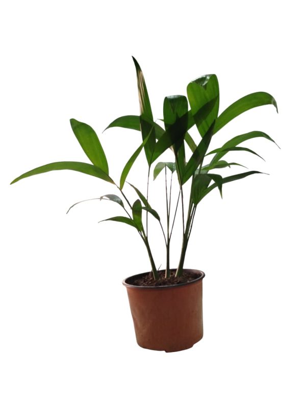 Embellecé tu hogar con la elegancia natural de la Palma Bambú! 🎍 - Image 2