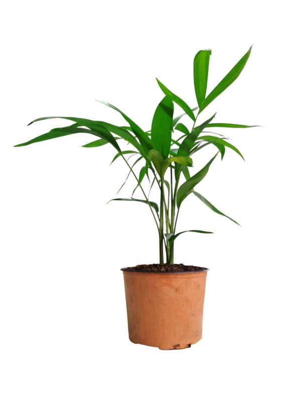 Embellecé tu hogar con la elegancia natural de la Palma Bambú! 🎍 - Image 3