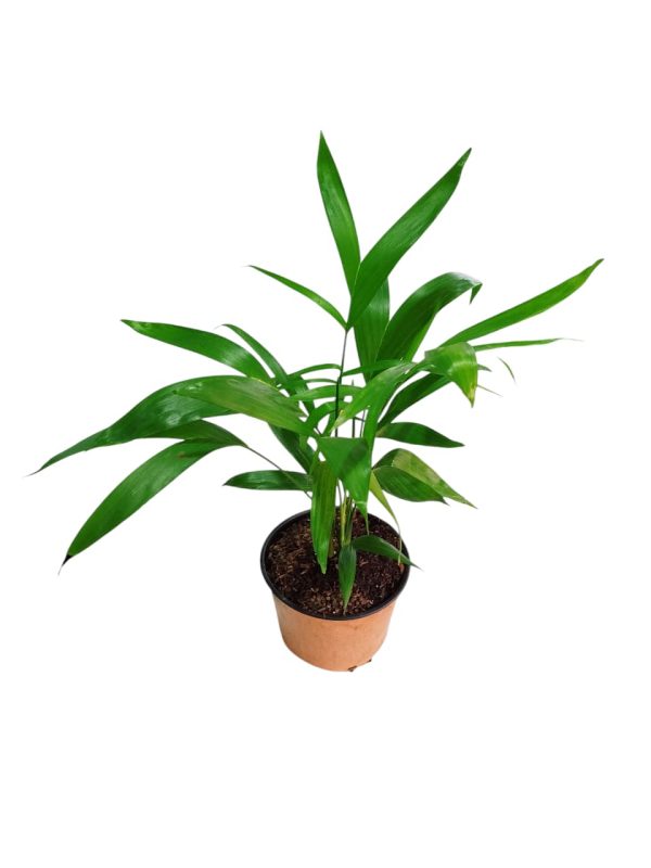 Embellecé tu hogar con la elegancia natural de la Palma Bambú! 🎍 - Image 4