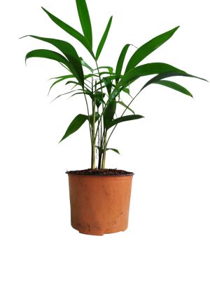 Embellecé tu hogar con la elegancia natural de la Palma Bambú! 🎍