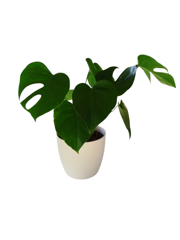 Baby Monstera: La Reina Tropical del Estilo en Maceta de Diseño 👑 - Image 3