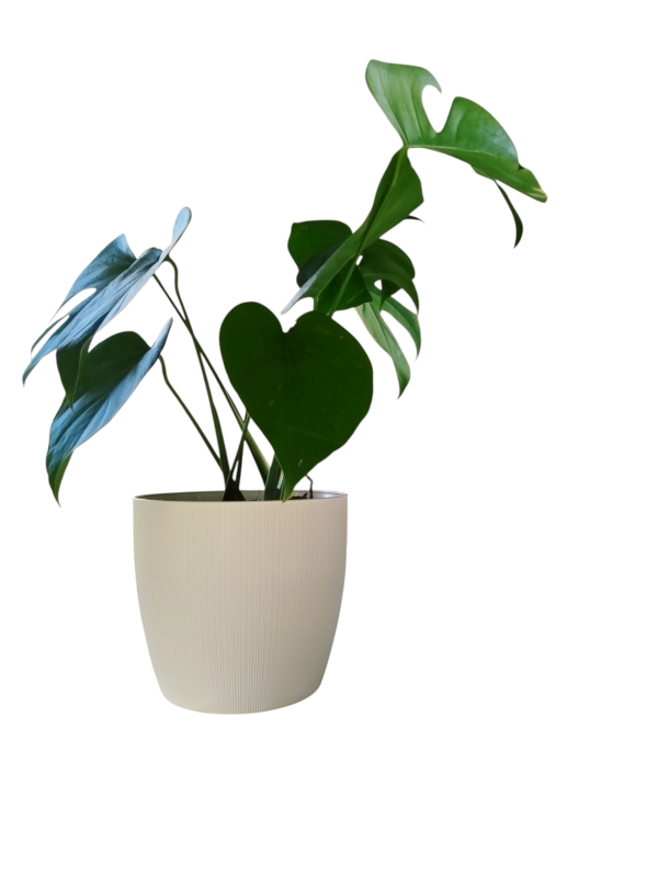 Baby Monstera: La Reina Tropical del Estilo en Maceta de Diseño 👑 - Image 2