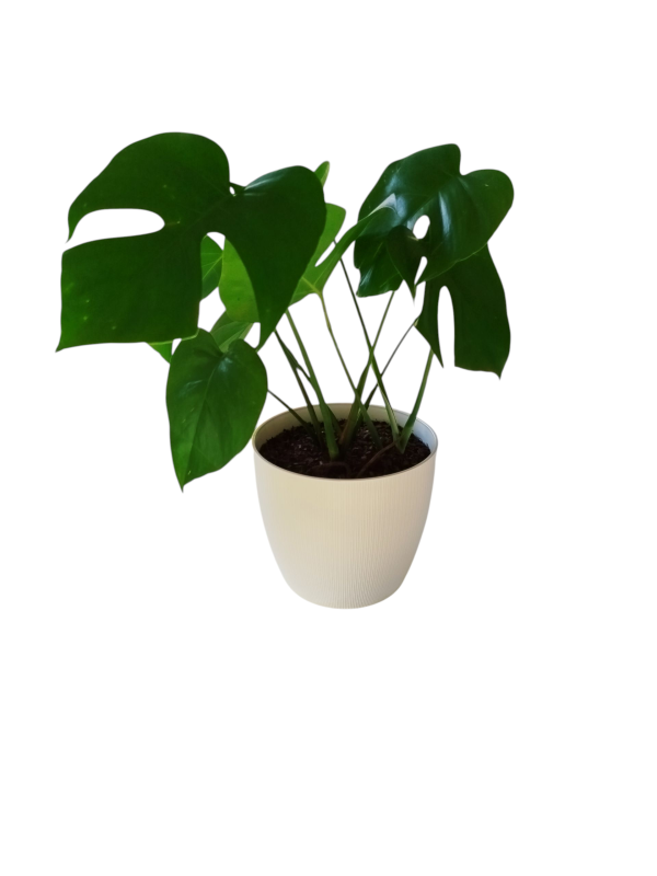 Baby Monstera: La Reina Tropical del Estilo en Maceta de Diseño 👑 - Image 4