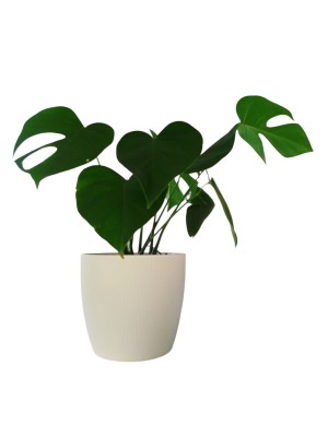 Baby Monstera: La Reina Tropical del Estilo en Maceta de Diseño 👑