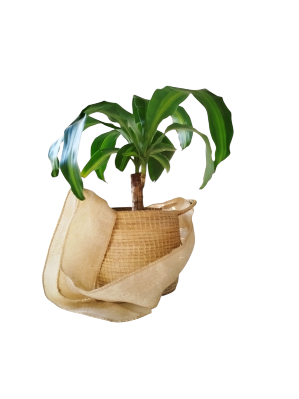Palo de Agua y Cesto: ¡Tu Rincón Tropical de Purza y Paz Total! ✨ - Image 3