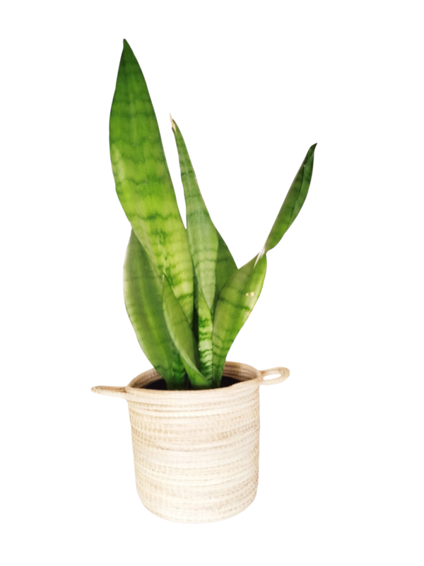 Sansevieria Moonshine: Elegancia Plateada, Mínimo Cuidado y Aire Puro Total ✨ - Image 2